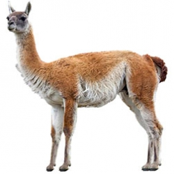 Guanaco
